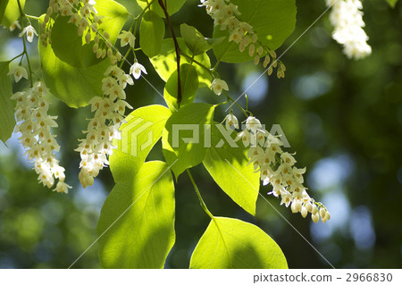 玉鈴花 玉鈴花 2966830