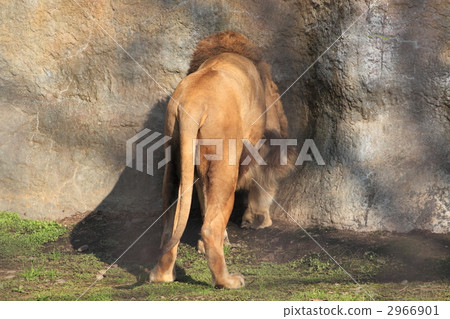 Male lion 2966901