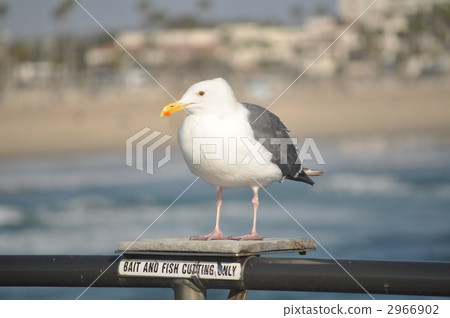 bird, birds, fowls 2966902