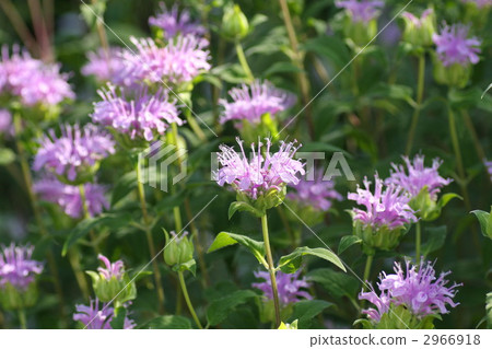 香蜂草 蜜蜂花 白蘇 2966918