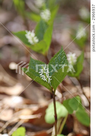 chloranthus japonicus, sarcandra glabra, plant 2966937