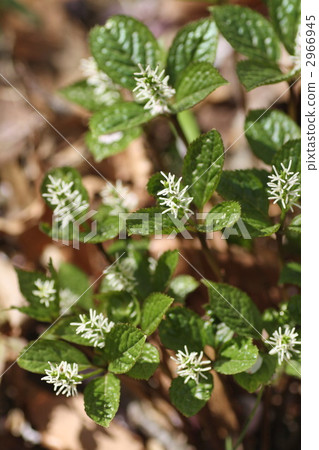 chloranthus japonicus, sarcandra glabra, plant 2966945