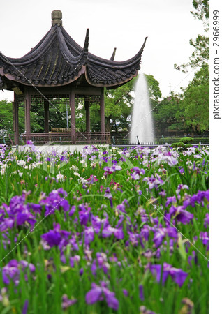 Iris iris in Suigetsu park Iris iris in Suigetsu park 2966999