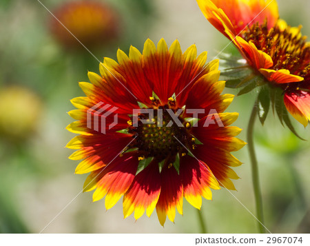 天體菊花 2967074