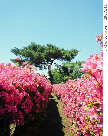 松樹和杜鵑花 2967141
