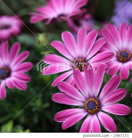 藍眼菊 藍眼菊 2967151