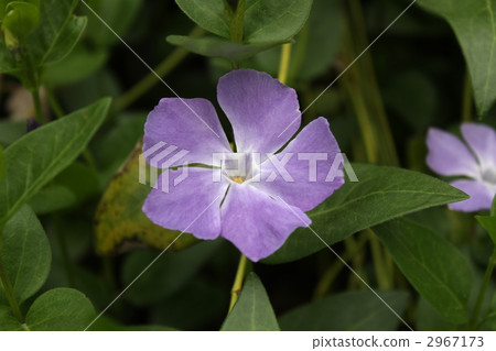 Periwinkle 2967173