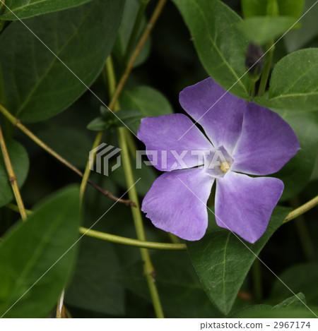 長春花 2967174