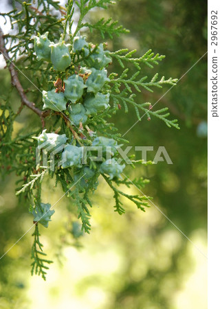 Kono Tegashiwa 2967692