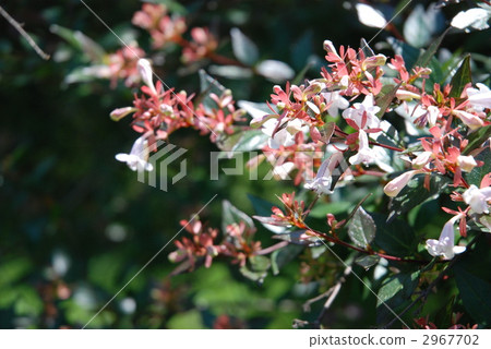 Hana Tsukubane Hutsugi 2967702