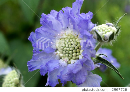 scabiosa, gypsy rose, scabiosa atropurpurea 2967726