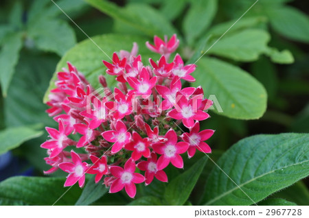 pentas, starcluster, bloom 2967728