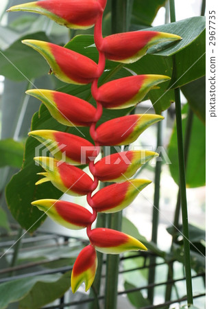 musaceae, tropical american native, heliconia rosutorata 2967735