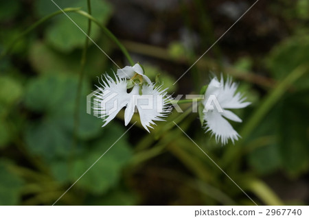 fringer orchid, fringed orchis, habeharia radiata 2967740
