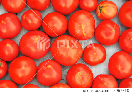 A tomato farmer's tomato (up) A tomato farmer's tomato (up) 2967868