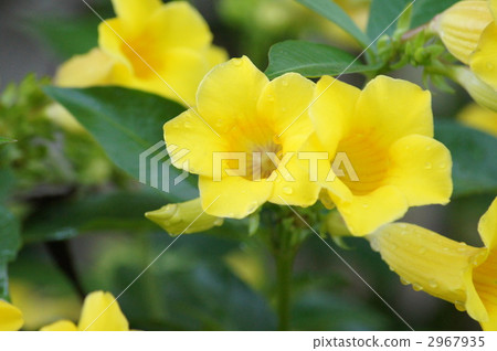 Allamanda Katarica 2967935