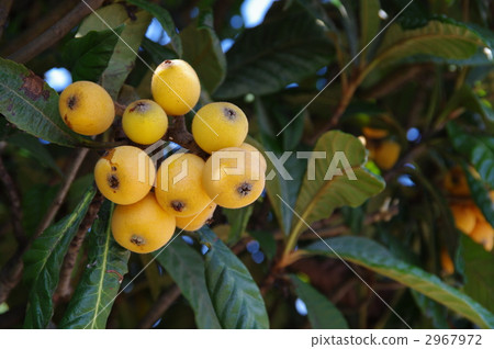 Loquat straw loquat tree 2967972