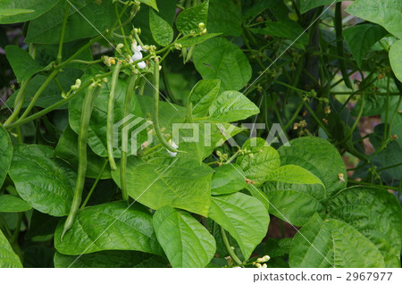 Growth bean of kidney beans 2967977