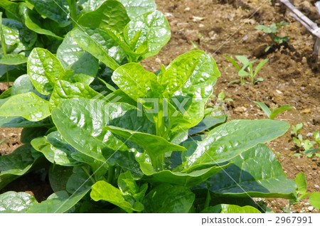 Growth of Truumurasaki Tsurumurasaki Growth of Truumurasaki Tsurumurasaki 2967991