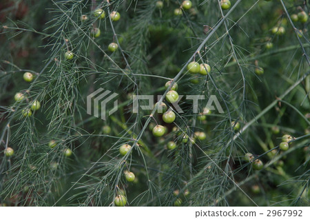 Asparagus seeds Asparagus seeds 2967992