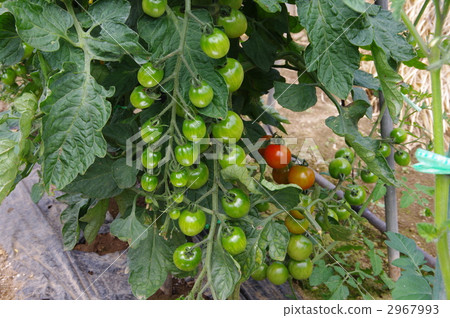 Mini Tomato Growth Mini Tomato Fruit Mini Tomato Growth Mini Tomato Fruit 2967993