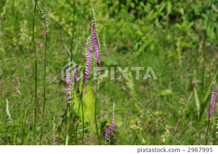 Twisted flower thread flower 2967995