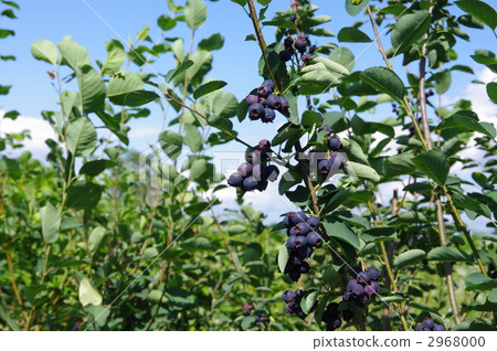 Blueberry tree Burberry cultivation 2968000