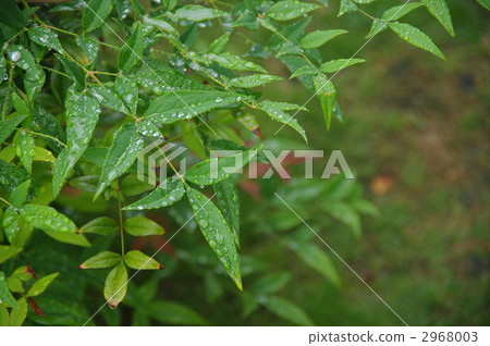 南滕葉和雨滴 南滕葉和雨滴 2968003