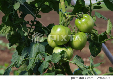 Tomato growth Tomato fruit 2968004