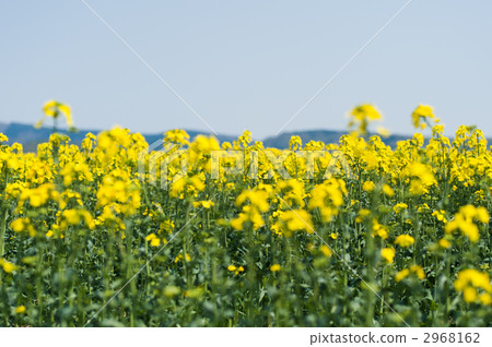 Rape blossoms of Takigawa Rape blossoms of Takigawa 2968162