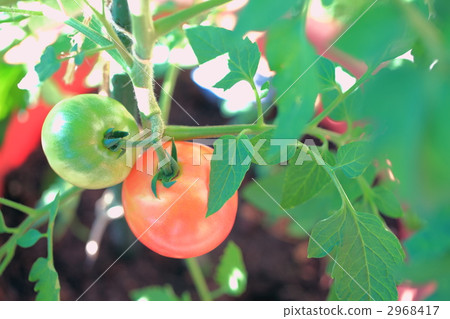tomato, vegetables, vegetable 2968417