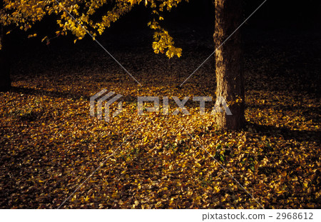 夕陽 夕陽 2968612