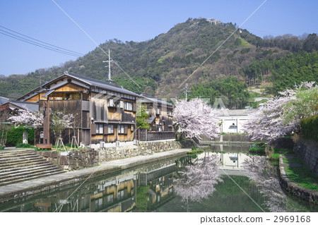 Yahata護城河櫻花盛開 Yahata護城河櫻花盛開 2969168