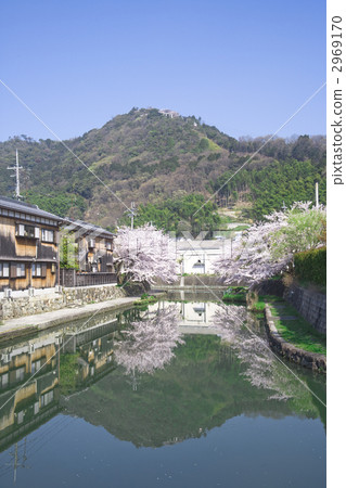 Yahata moat cherry tree full bloom 2969170