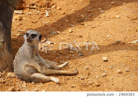 Slicata Slicata 2969363