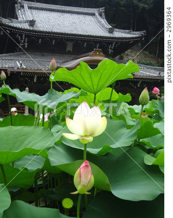 lotus, kinki, green leaf 2969364