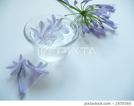 漂浮在水中的愛情花瓣 漂浮在水中的愛情花瓣 2970560