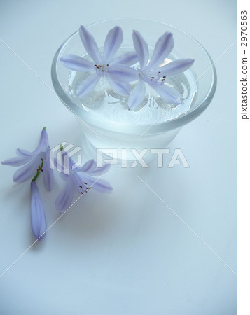 Agapanthus petals floating in water Agapanthus petals floating in water 2970563