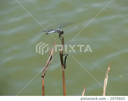 salted dragonfly, bug, insect 2970885