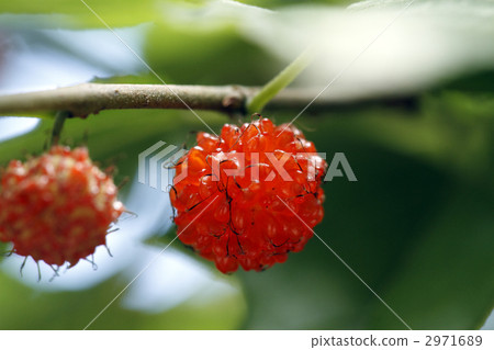 raspberry raspberry 2971689