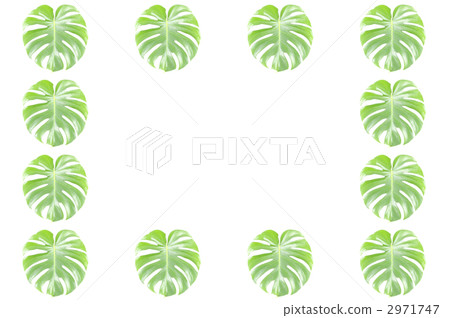 Monstera 2971747