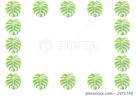 Monstera 2971748