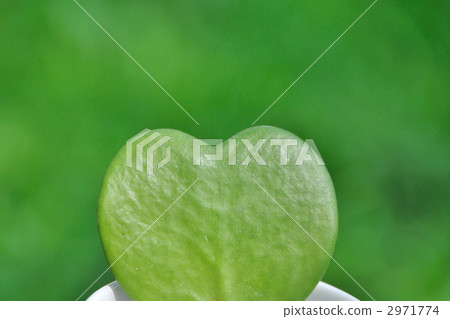 Hoyakery Hoyakery 2971774