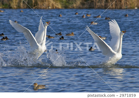 Swan couple's flapping Swan couple's flapping 2971859