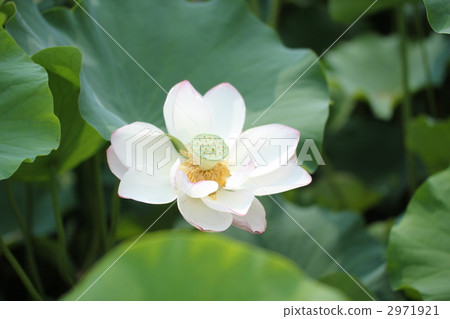 蓮花 蓮花 2971921