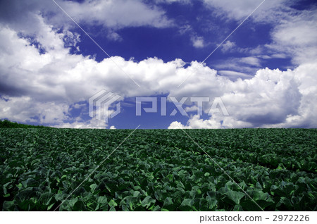 Cabaret field 2972226