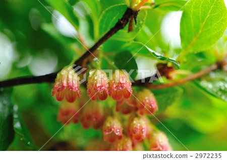 Salasa Doudin 2972235