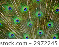孔雀羽毛 2972245