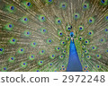 印度孔雀 2972248