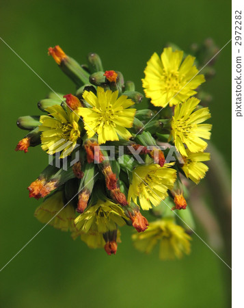 Onita Birako 2972282